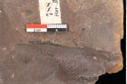 Foto (Detailsansicht) von Quercus palaeoilex Ettingshausen (NHMW-GEO-2024-0188-0788)